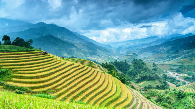 Premium Rice Varieties